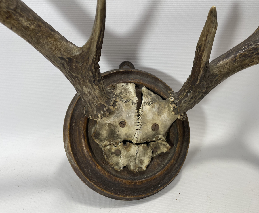 ANTİKA BÜYÜK BOY GEYİK TROFESİ