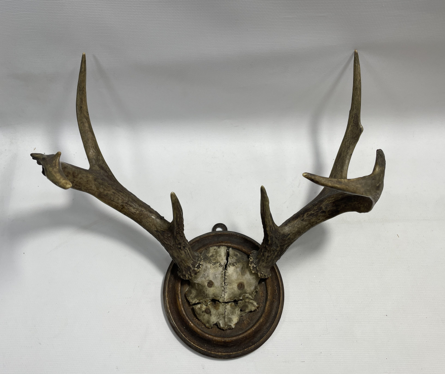 ANTİKA BÜYÜK BOY GEYİK TROFESİ