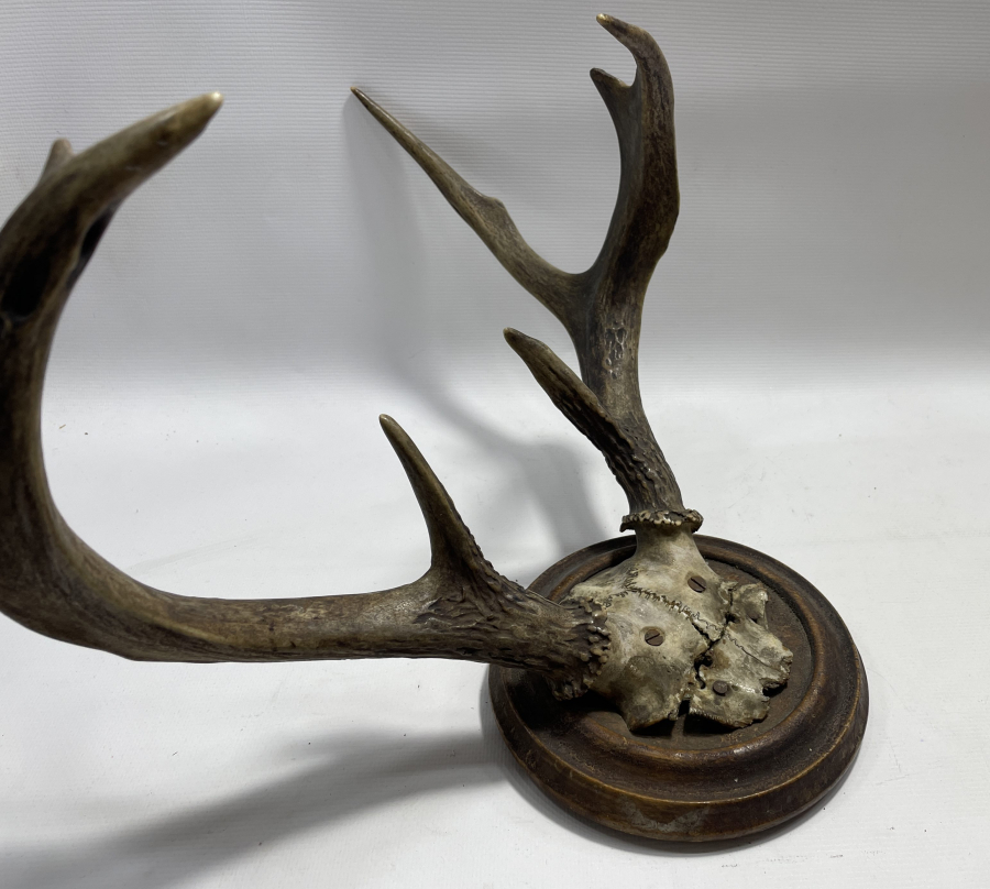 ANTİKA BÜYÜK BOY GEYİK TROFESİ