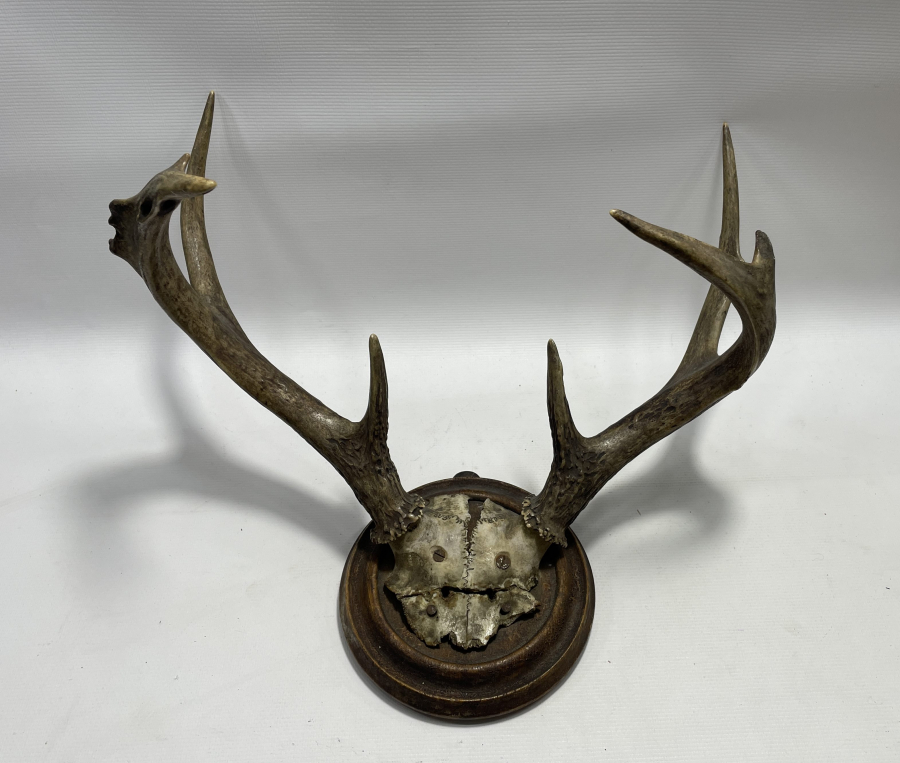 ANTİKA BÜYÜK BOY GEYİK TROFESİ