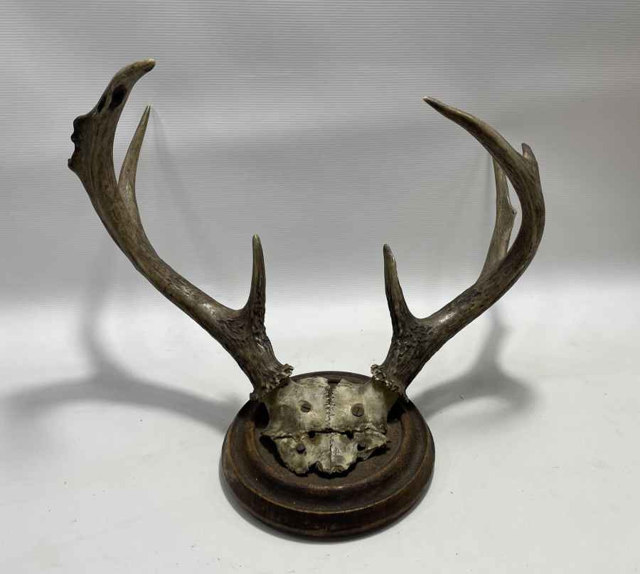 ANTİKA BÜYÜK BOY GEYİK TROFESİ