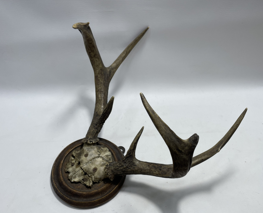 ANTİKA BÜYÜK BOY GEYİK TROFESİ