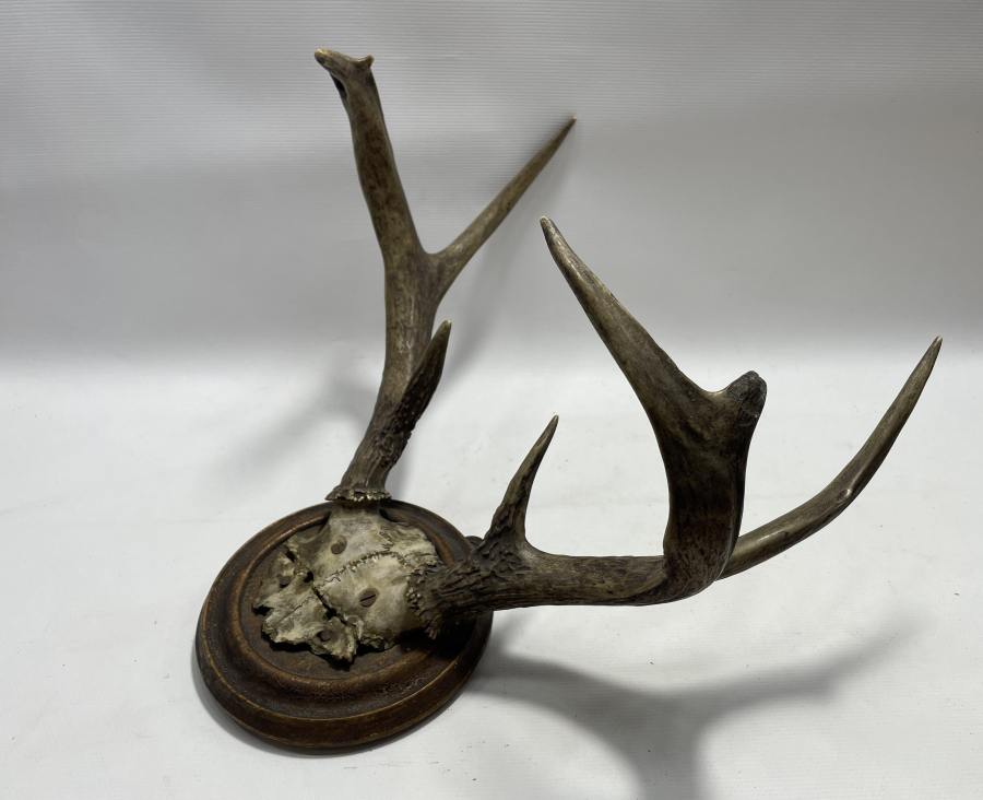 ANTİKA BÜYÜK BOY GEYİK TROFESİ