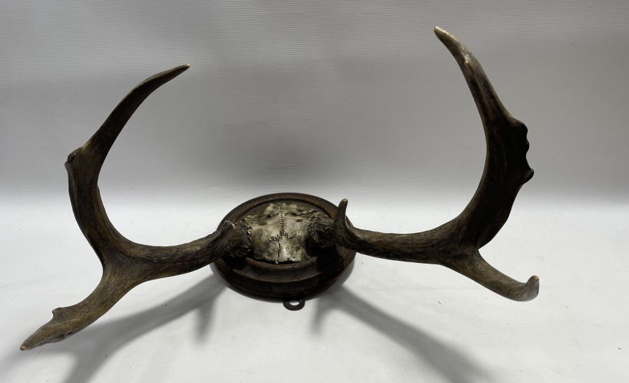 ANTİKA BÜYÜK BOY GEYİK TROFESİ