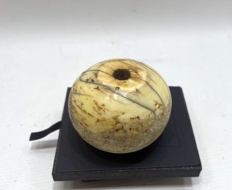 OSMANLI DÖNEMİ DEV BOYDA MORS DİŞİ PİŞTOV ALTLIĞI