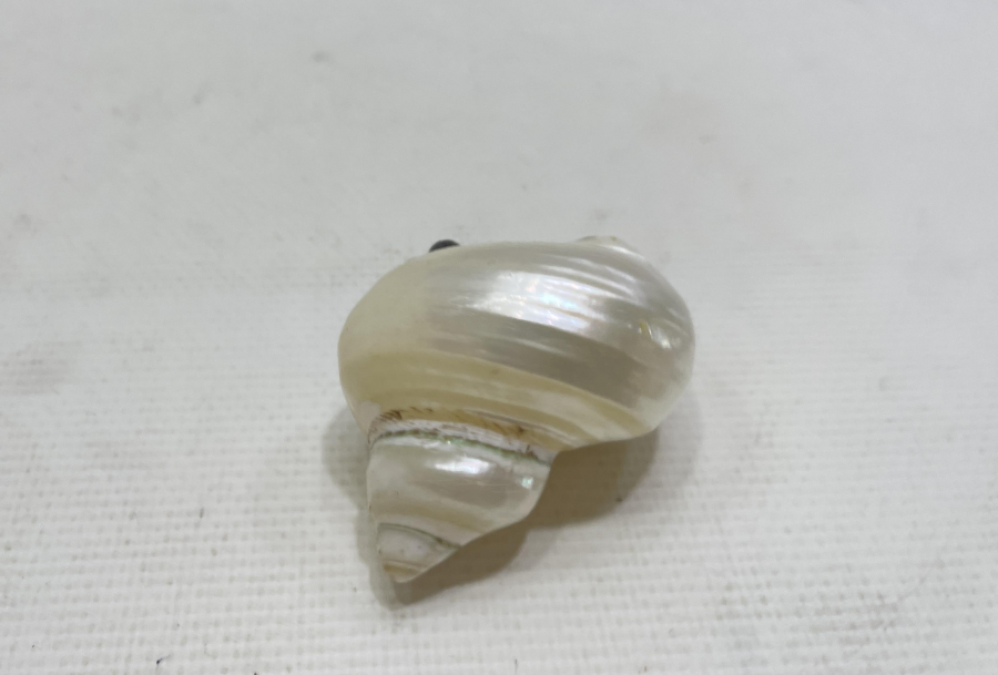 OSMANLI DÖNEMİ DENİZ KABUĞUNDAN MAMUL NADİR HOKKA