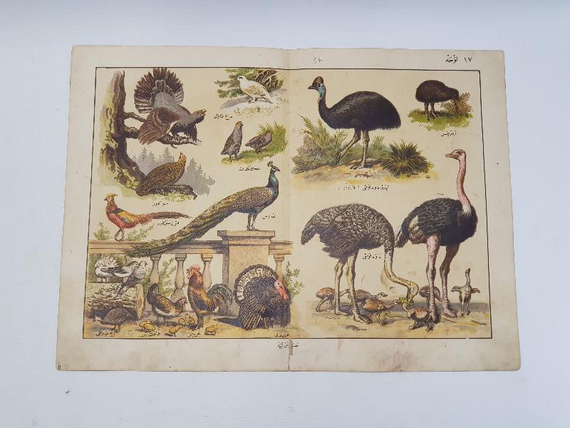 OSMANLICA YAZILI KUŞLAR TEMALI GRAVÜR