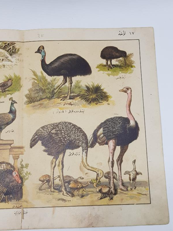 OSMANLICA YAZILI KUŞLAR TEMALI GRAVÜR