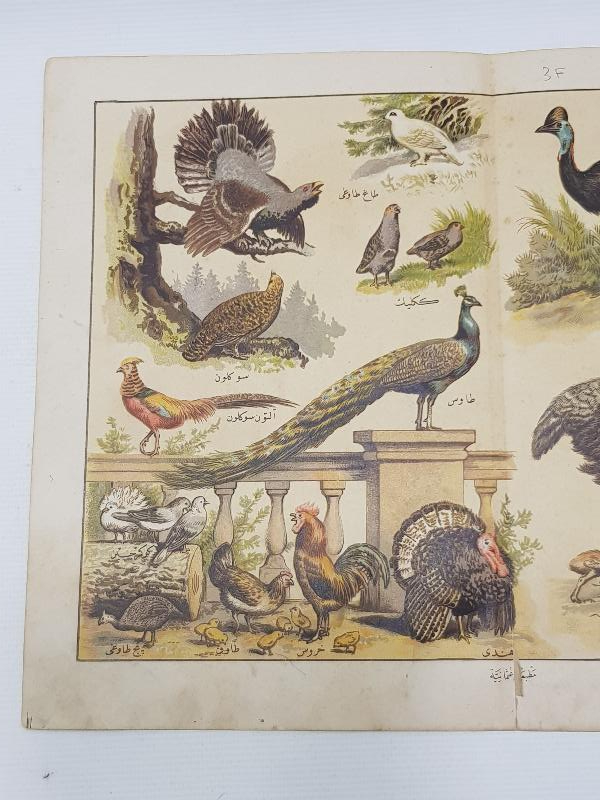 OSMANLICA YAZILI KUŞLAR TEMALI GRAVÜR