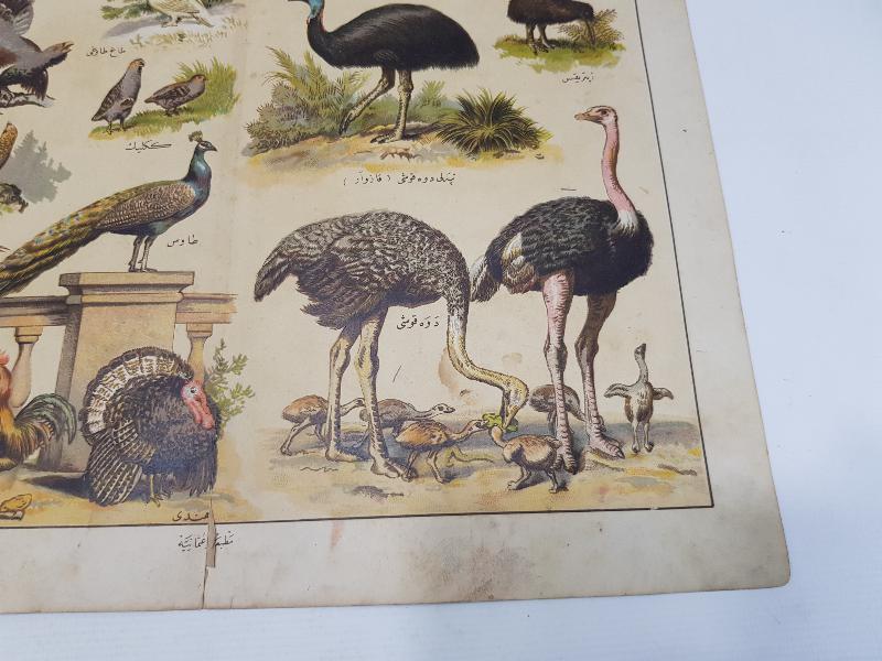 OSMANLICA YAZILI KUŞLAR TEMALI GRAVÜR