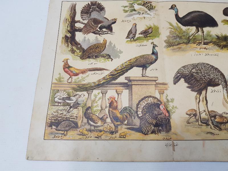 OSMANLICA YAZILI KUŞLAR TEMALI GRAVÜR