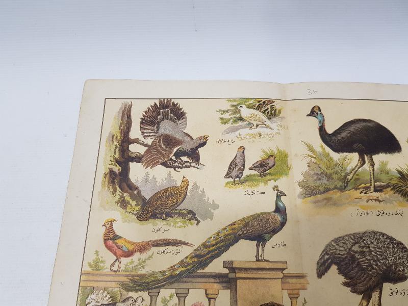 OSMANLICA YAZILI KUŞLAR TEMALI GRAVÜR