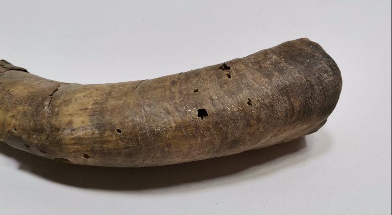 OSMANLI DÖNEMİ MANDA BOYNUZU KAĞNI TEKERLEĞİ YAĞDANLIĞI