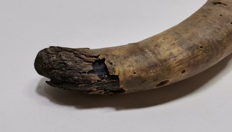 OSMANLI DÖNEMİ MANDA BOYNUZU KAĞNI TEKERLEĞİ YAĞDANLIĞI