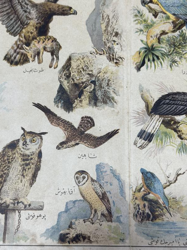 EĞİTİM TARİHİ: OSMANLICA KUŞLAR TEMALI GRAVÜR LEVHA