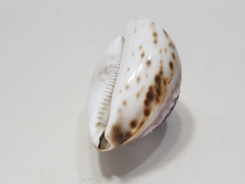 1908 SOUVENIR DE PRINKIPO - BÜYÜKADA HATIRASI YAZILI ÇOK NADİR DENİZ KABUĞU