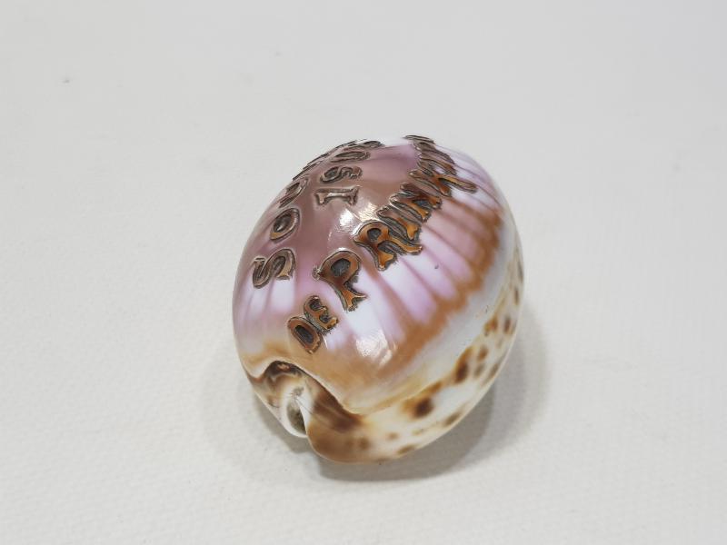 1908 SOUVENIR DE PRINKIPO - BÜYÜKADA HATIRASI YAZILI ÇOK NADİR DENİZ KABUĞU