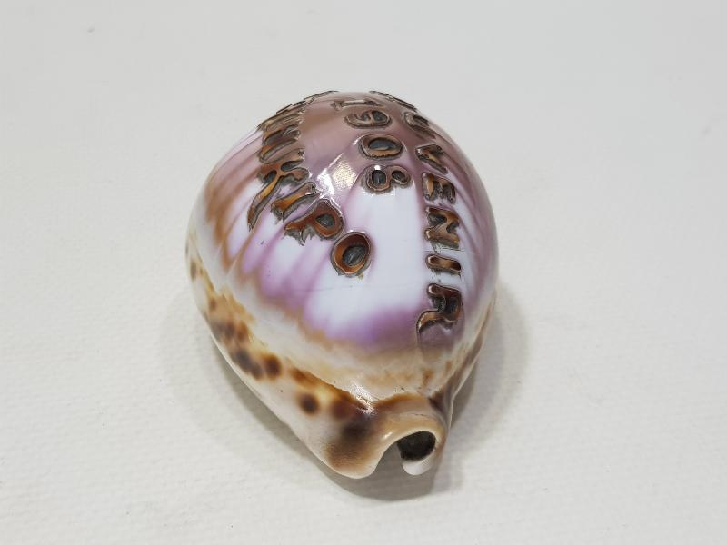 1908 SOUVENIR DE PRINKIPO - BÜYÜKADA HATIRASI YAZILI ÇOK NADİR DENİZ KABUĞU