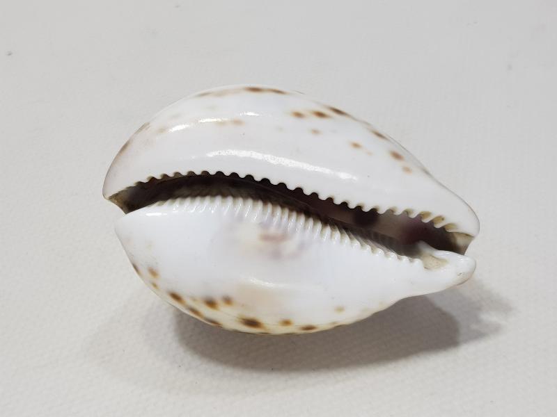 1908 SOUVENIR DE PRINKIPO - BÜYÜKADA HATIRASI YAZILI ÇOK NADİR DENİZ KABUĞU