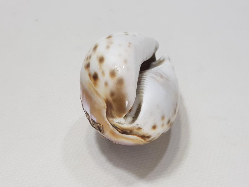 1908 SOUVENIR DE PRINKIPO - BÜYÜKADA HATIRASI YAZILI ÇOK NADİR DENİZ KABUĞU