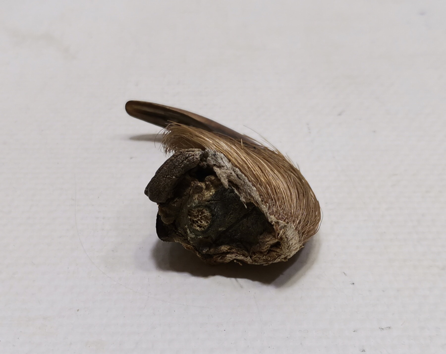 ŞAMAN KÜLTÜRÜ BÜYÜK BOY ANTİKA AYI PENÇESİ