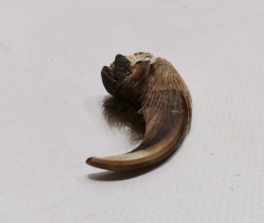 ŞAMAN KÜLTÜRÜ BÜYÜK BOY ANTİKA AYI PENÇESİ