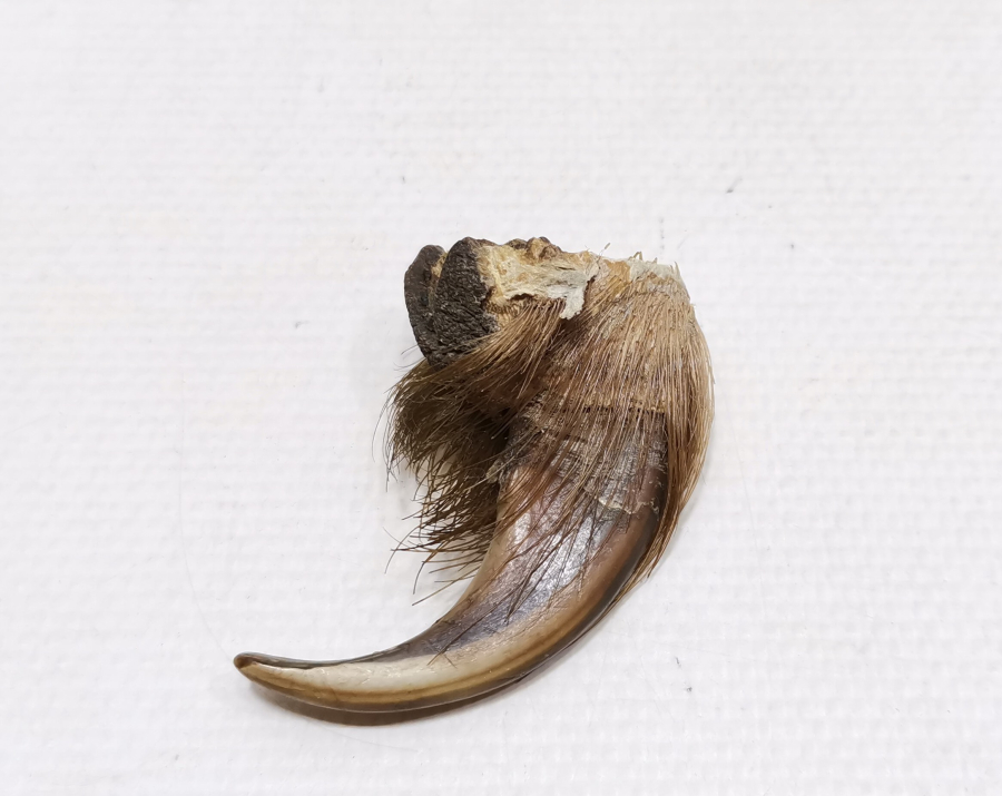 ŞAMAN KÜLTÜRÜ BÜYÜK BOY ANTİKA AYI PENÇESİ