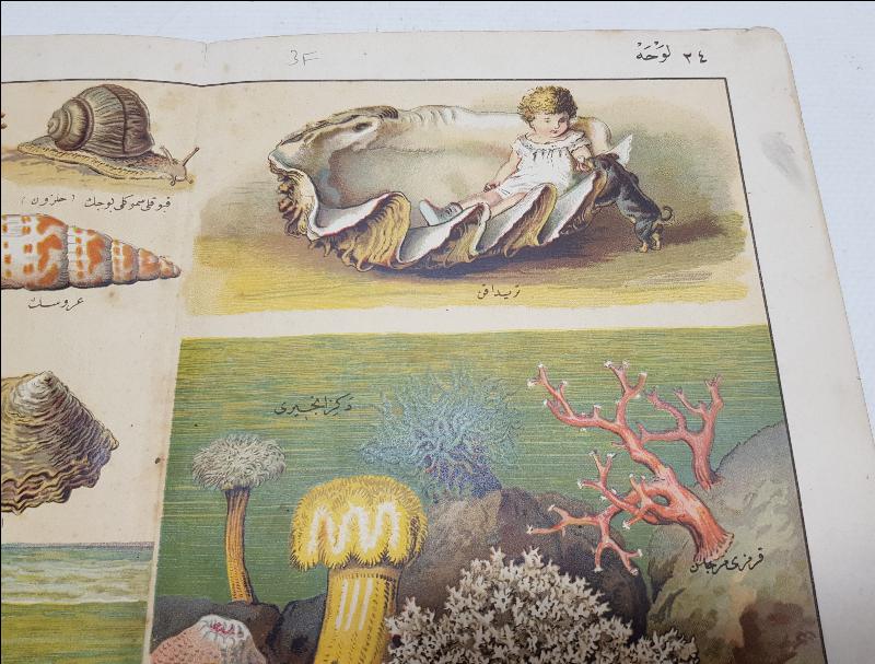 OSMANLI DÖNEMİ GRAVÜR - DENİZ KABUKLULARI