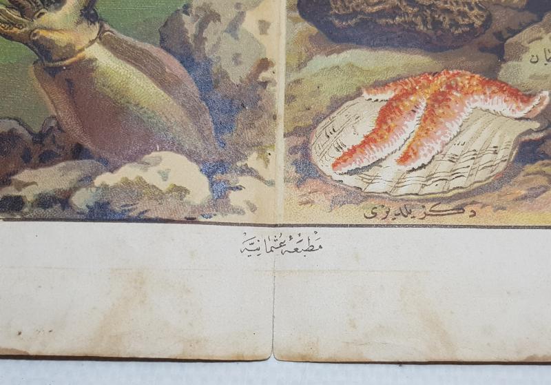 OSMANLI DÖNEMİ GRAVÜR - DENİZ KABUKLULARI