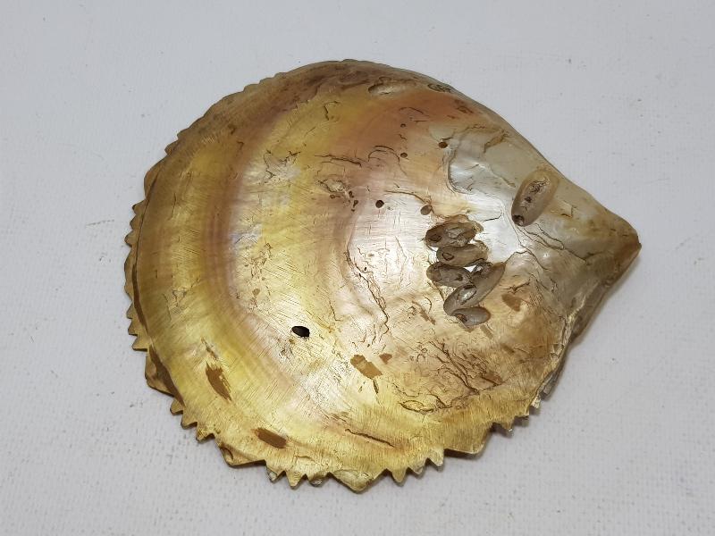 OSMANLI DÖNEMİ TILSIMLI DENİZ KABUĞU ŞİFA TASI