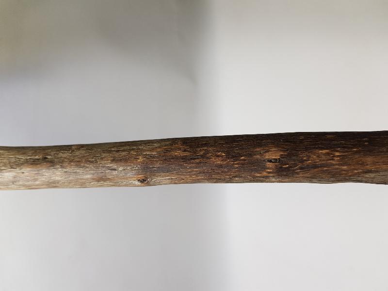 OSMANLI DÖNEMİ ÇOK NADİR DERVİŞ ASASI