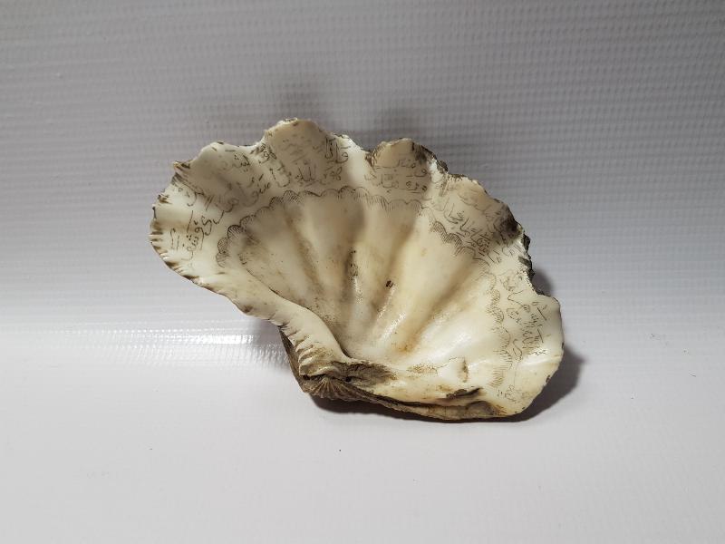 OSMANLI DÖNEMİ TILSIMLI DENİZ KABUĞU ŞİFA TASI