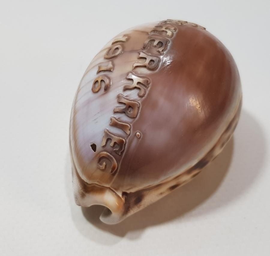 1. DÜNYA SAVAŞI 1916 BÜYÜK SAVAŞ YAZILI ÇOK NADİR DENİZ KABUĞU