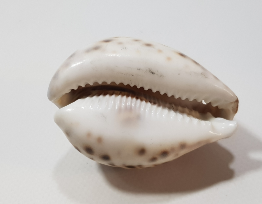 1. DÜNYA SAVAŞI 1916 BÜYÜK SAVAŞ YAZILI ÇOK NADİR DENİZ KABUĞU