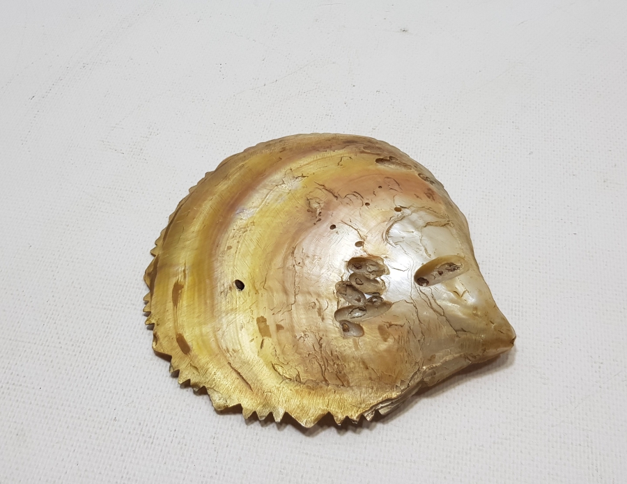 OSMANLI DÖNEMİ TILSIMLI DENİZ KABUĞU ŞİFA TASI