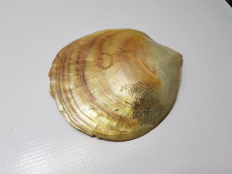 OSMANLI DÖNEMİ TILSIMLI DENİZ KABUĞU ŞİFA TASI