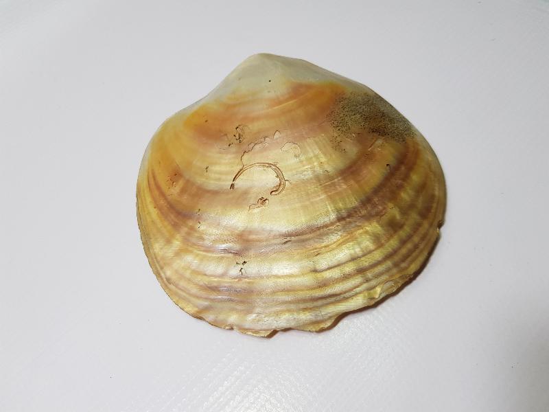 OSMANLI DÖNEMİ TILSIMLI DENİZ KABUĞU ŞİFA TASI