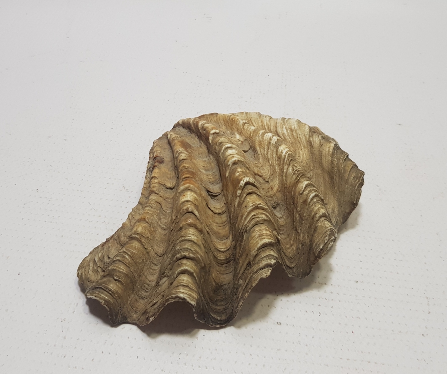 OSMANLI DÖNEMİ TILSIMLI DENİZ KABUĞU ŞİFA TASI