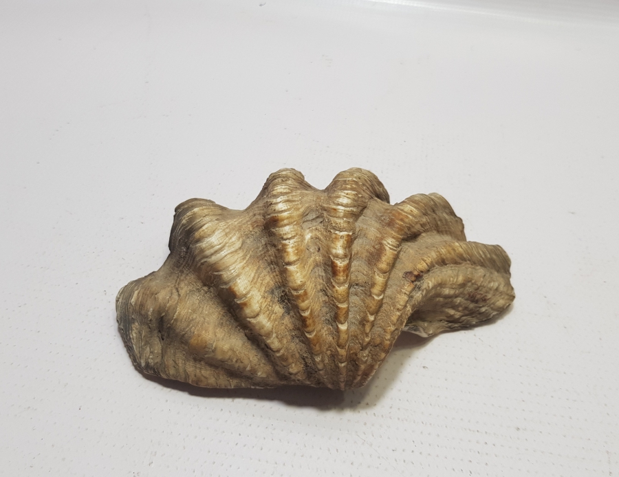 OSMANLI DÖNEMİ TILSIMLI DENİZ KABUĞU ŞİFA TASI