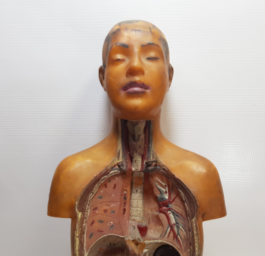 EĞİTİM TARİHİ - FEN DERSİ İNSAN MODELİ