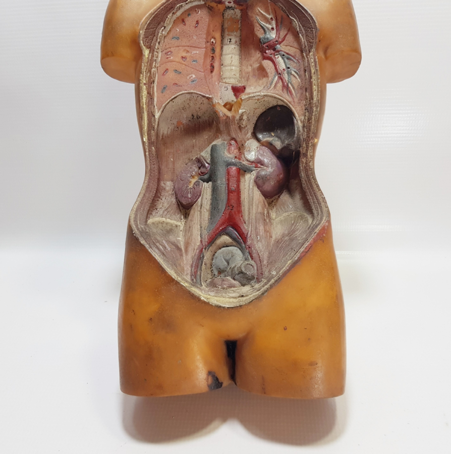 EĞİTİM TARİHİ - FEN DERSİ İNSAN MODELİ