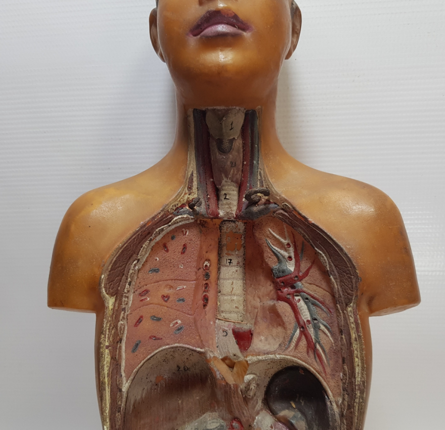 EĞİTİM TARİHİ - FEN DERSİ İNSAN MODELİ