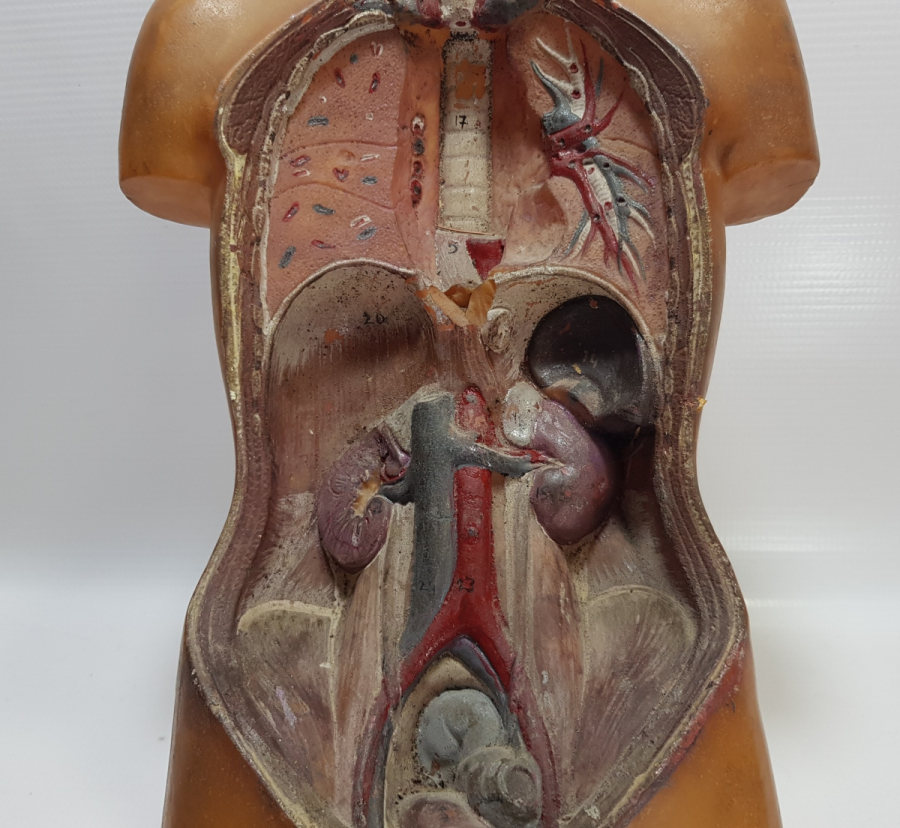 EĞİTİM TARİHİ - FEN DERSİ İNSAN MODELİ