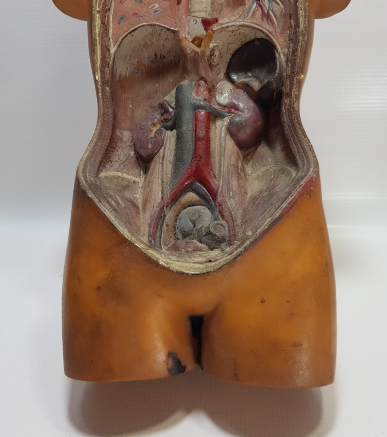 EĞİTİM TARİHİ - FEN DERSİ İNSAN MODELİ