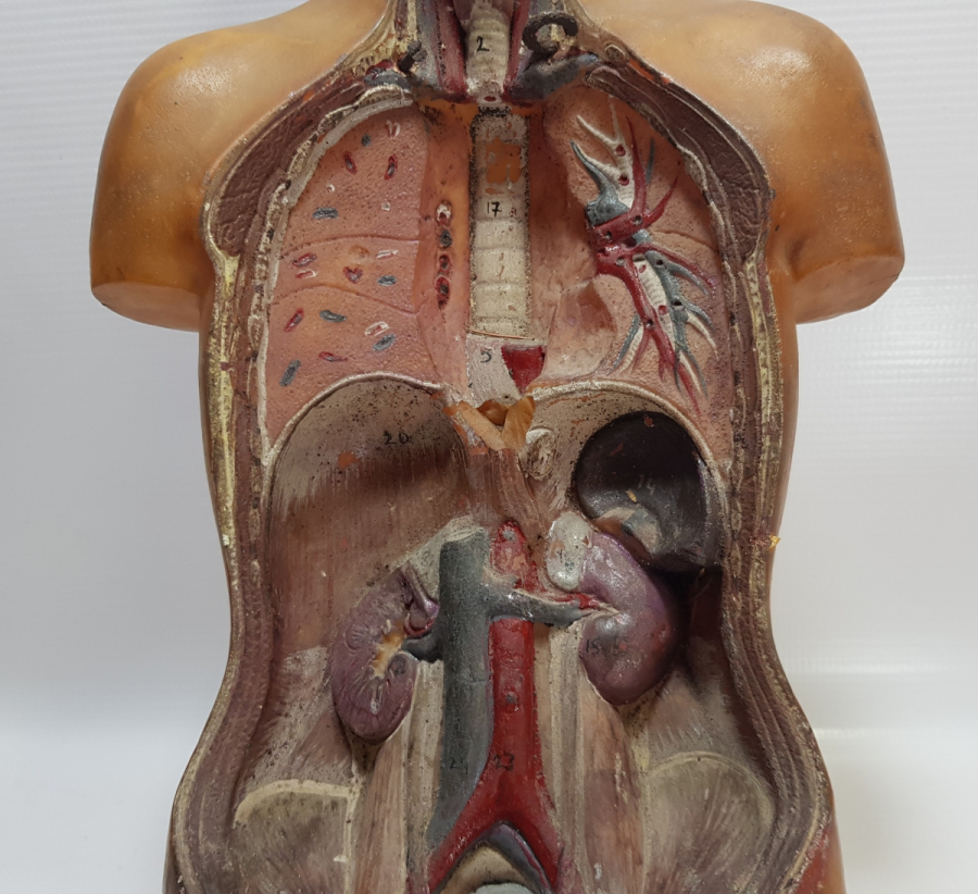 EĞİTİM TARİHİ - FEN DERSİ İNSAN MODELİ