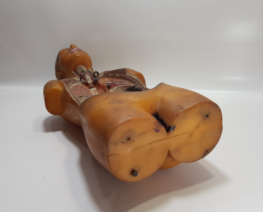 EĞİTİM TARİHİ - FEN DERSİ İNSAN MODELİ