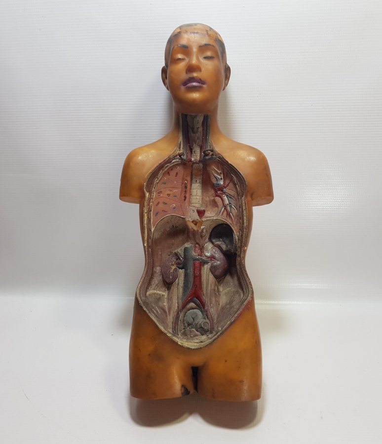 EĞİTİM TARİHİ - FEN DERSİ İNSAN MODELİ