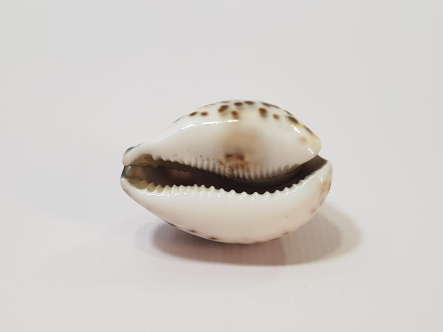 OSMANLI DÖNEMİ ÜZERİ BESMELE YAZILI DENİZ KABUKLUSU