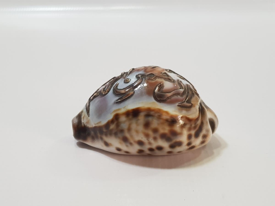 OSMANLI DÖNEMİ ÜZERİ BESMELE YAZILI DENİZ KABUKLUSU