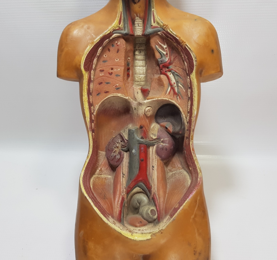 EĞİTİM TARİHİ - FEN DERSİ İNSAN MODELİ